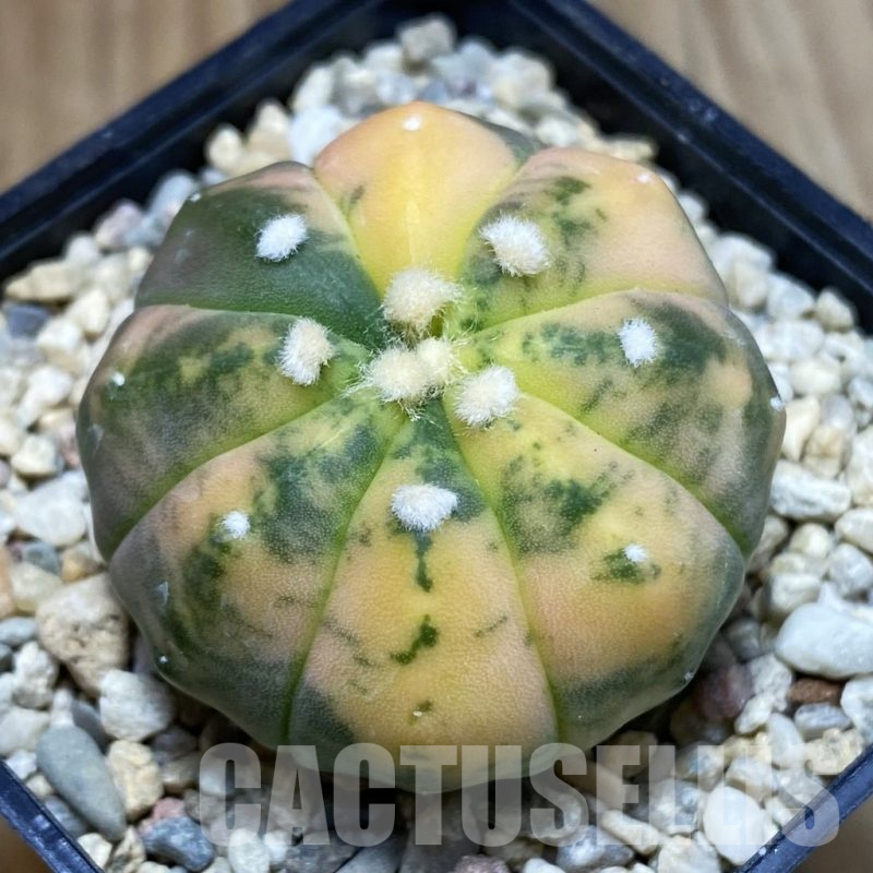 SH2056 Astrophytum asterias f. variegata