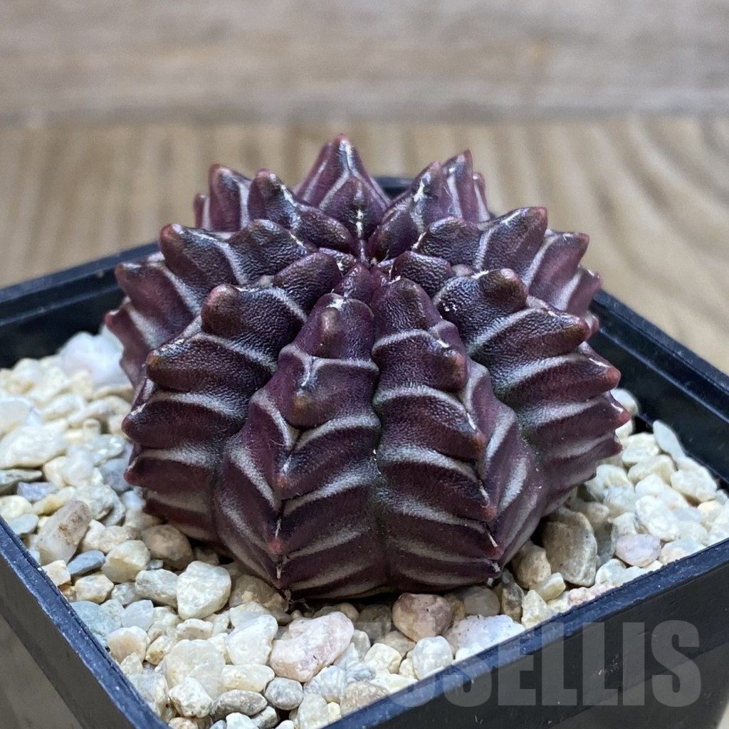 SH2038 Gymnocalycium mihanovichii ‘Nana’ x ‘Day Dream’, seedling - immagine 2