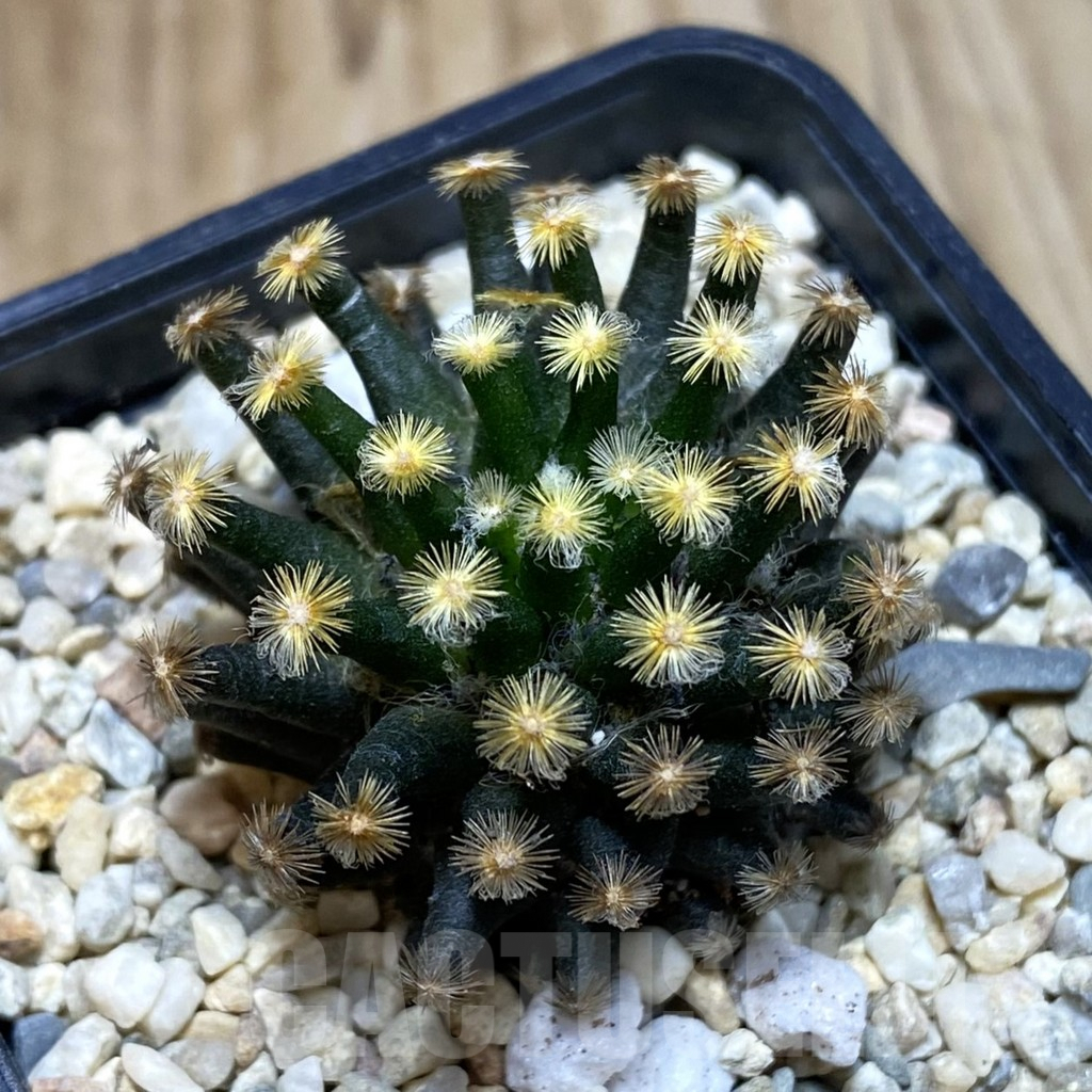 SH2060 Mammillaria schiedeana ‘Kuro Hada’, seedling