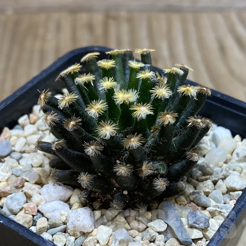 SH2060 Mammillaria schiedeana ‘Kuro Hada’, seedling - Image 2