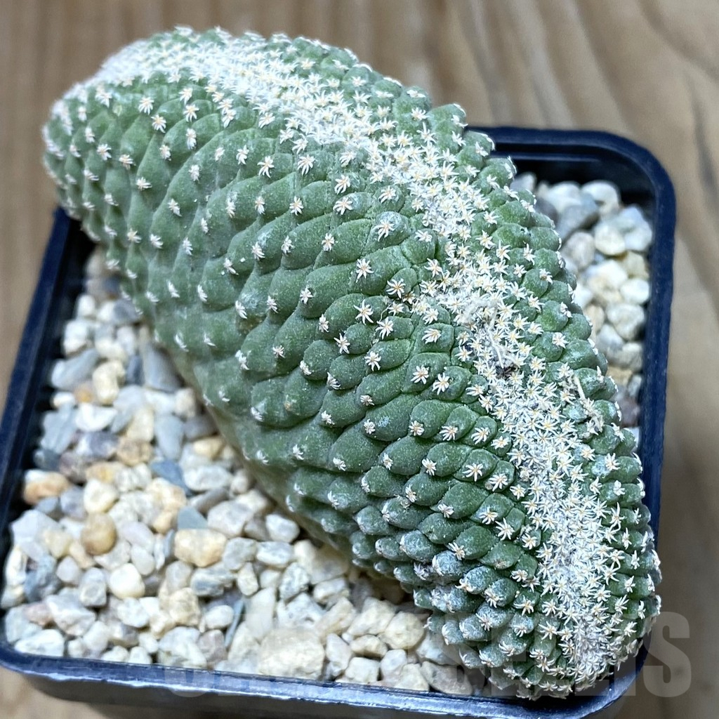 SH2062 Strombocactus disciformis f. cristata