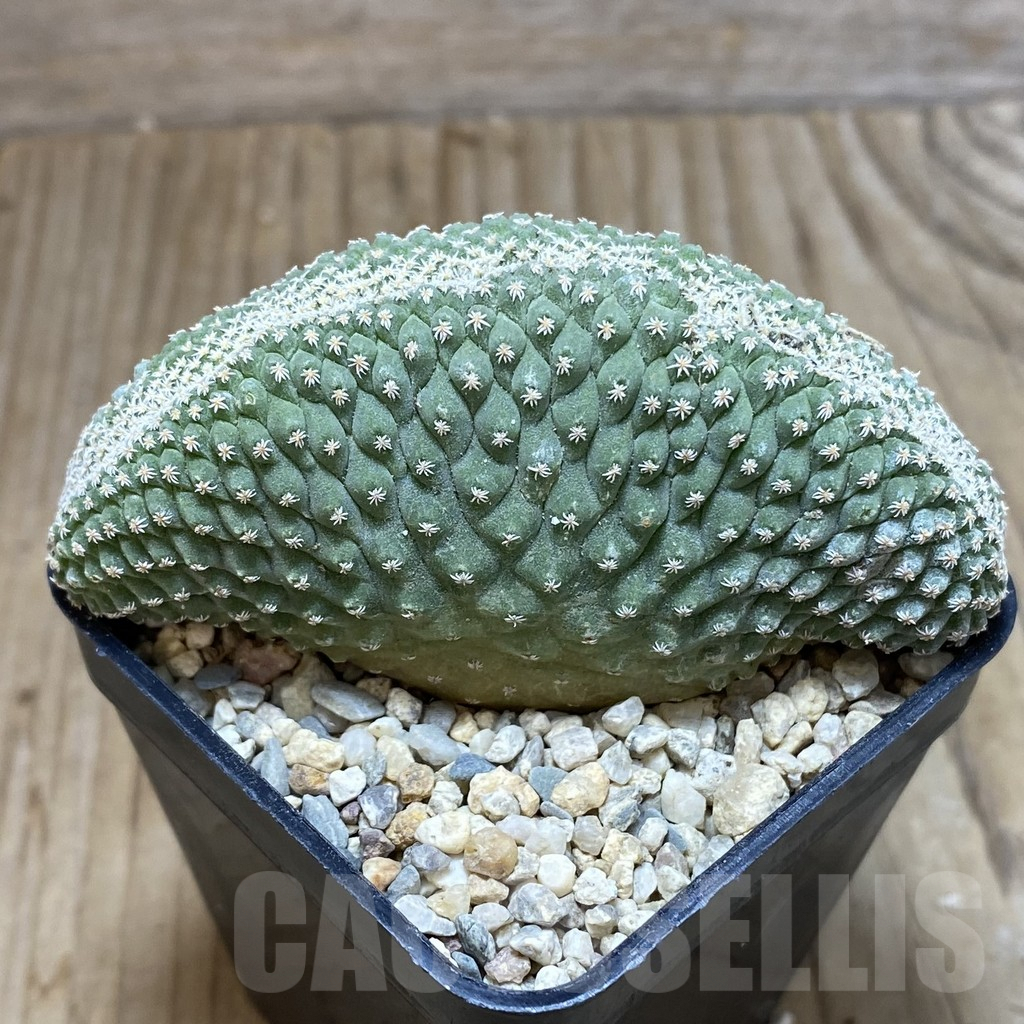 SH2062 Strombocactus disciformis f. cristata - immagine 2