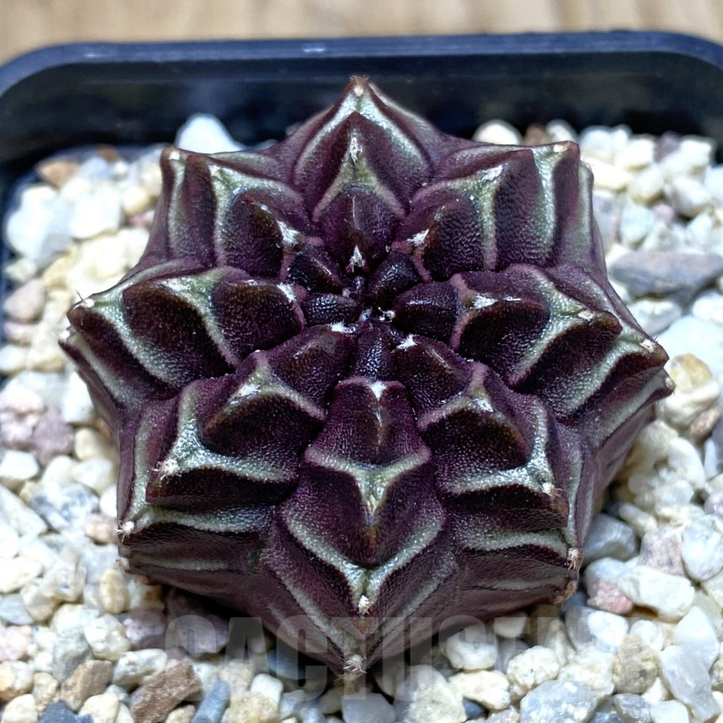 SH2039 Gymnocalycium mihanovichii ‘Nana’ x ‘Day Dream’, seedling