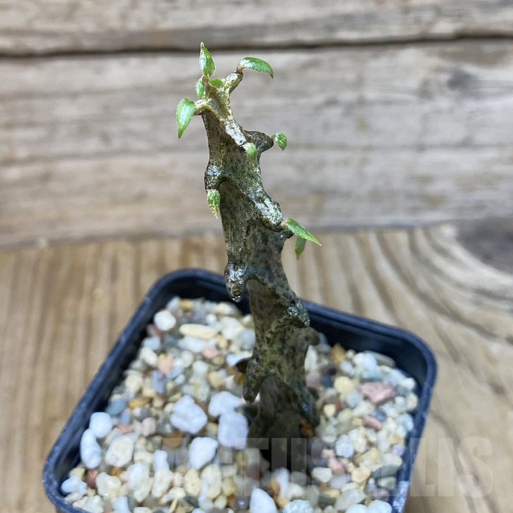 SH2064 Ceropegia bosseri