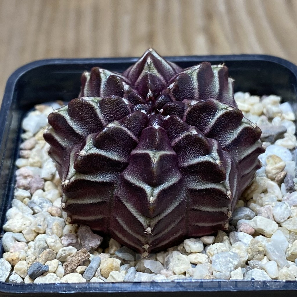 SH2039 Gymnocalycium mihanovichii ‘Nana’ x ‘Day Dream’, seedling - 画像 (2)