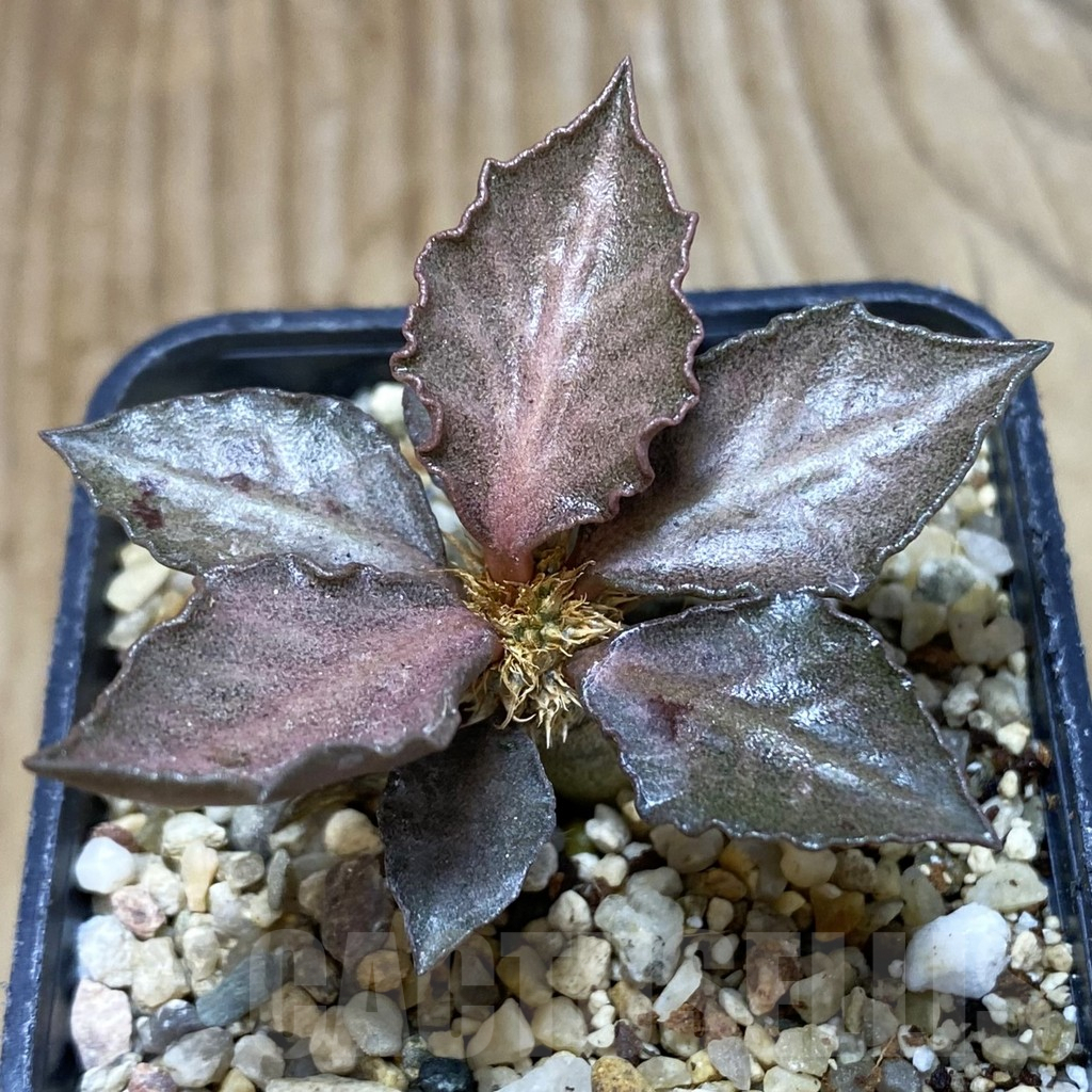 SH2068 Euphorbia francoisii hybrid