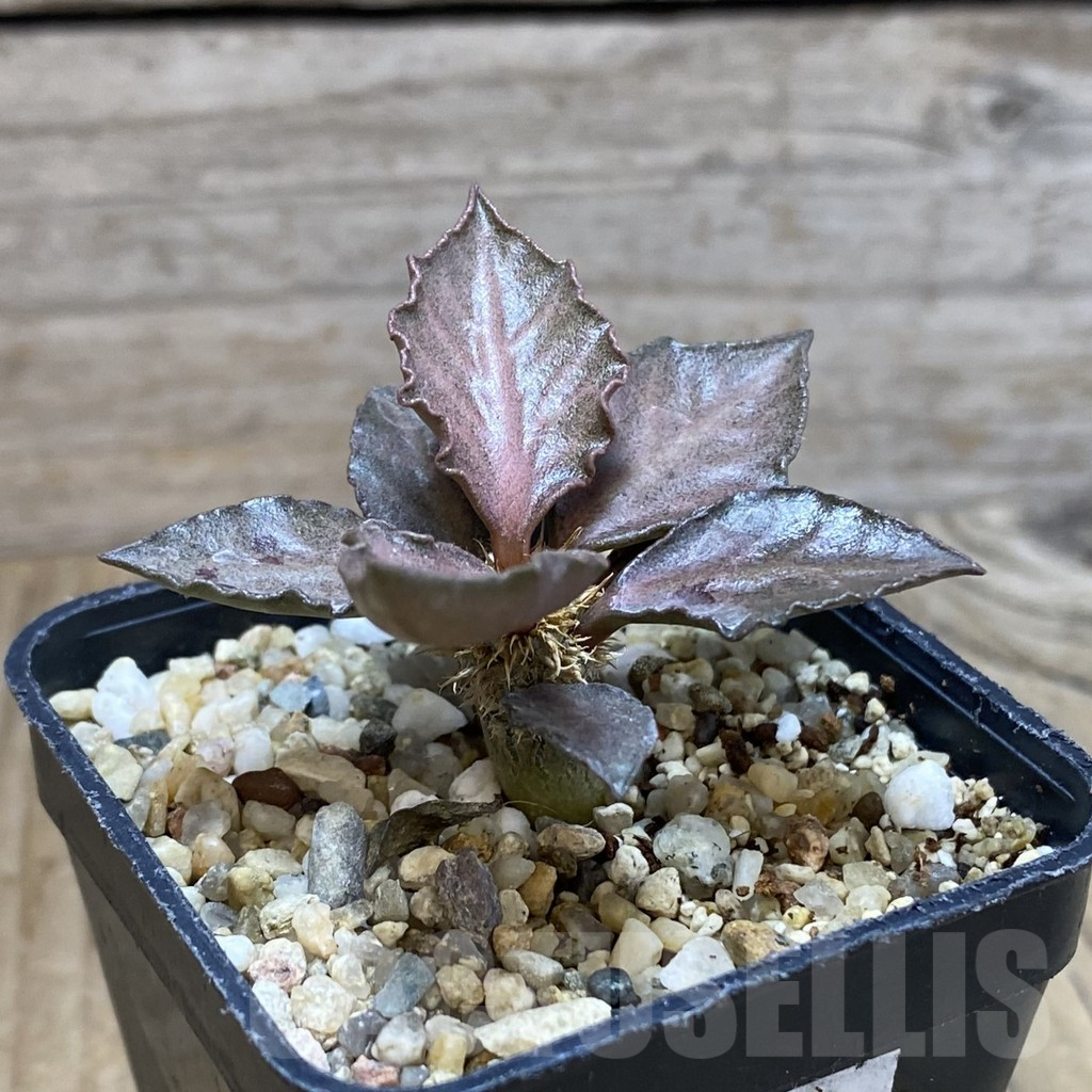 SH2068 Euphorbia francoisii hybrid - Image 2