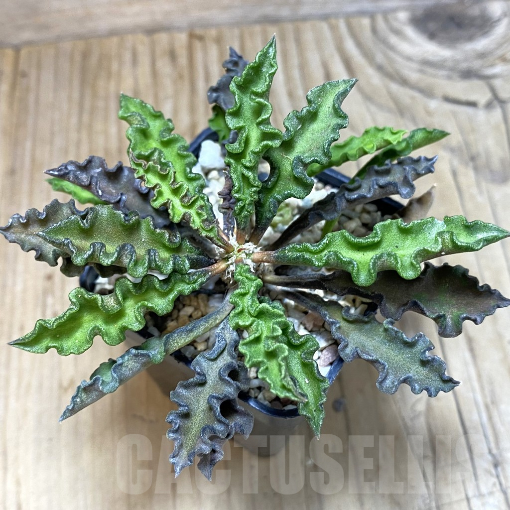 SH2069 Euphorbia decaryi v. spirosticha