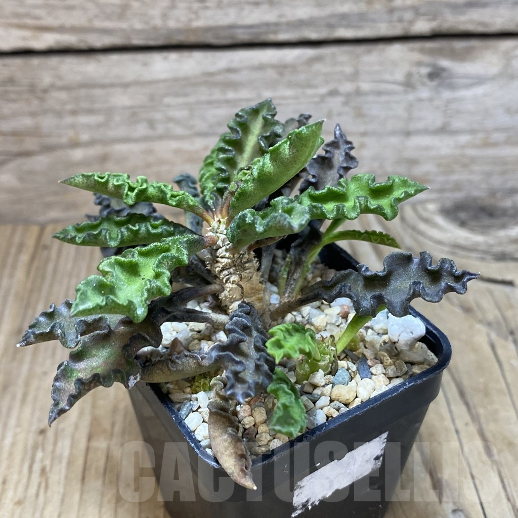 SH2069 Euphorbia decaryi v. spirosticha - Imagen 2