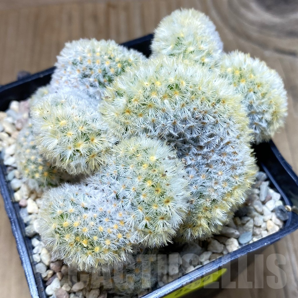 SH2250 Mammillaria carmenae ‘Buddha’ f. cristata