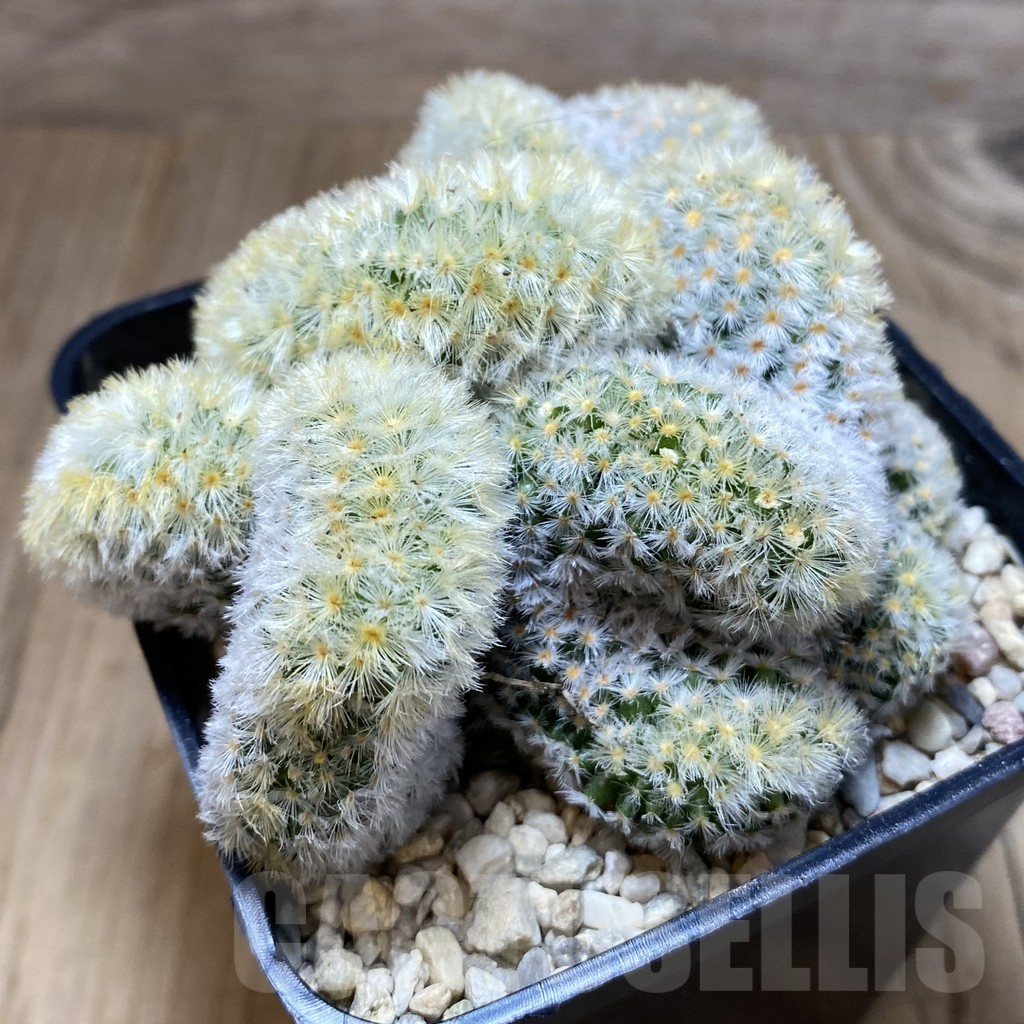 SH2250 Mammillaria carmenae ‘Buddha’ f. cristata - immagine 2