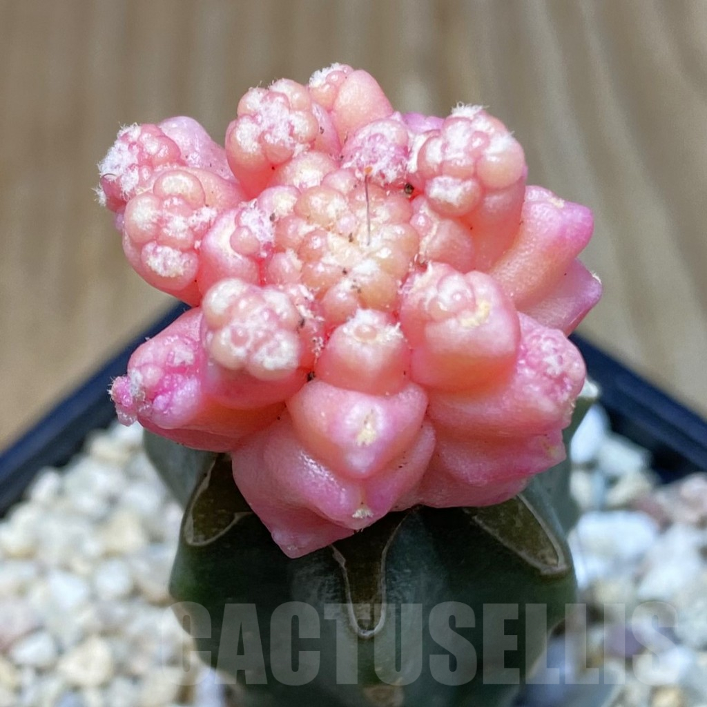 SH2221 Gymnocalycium mihanovichii ‘Transformer’ f. variegata, grafted