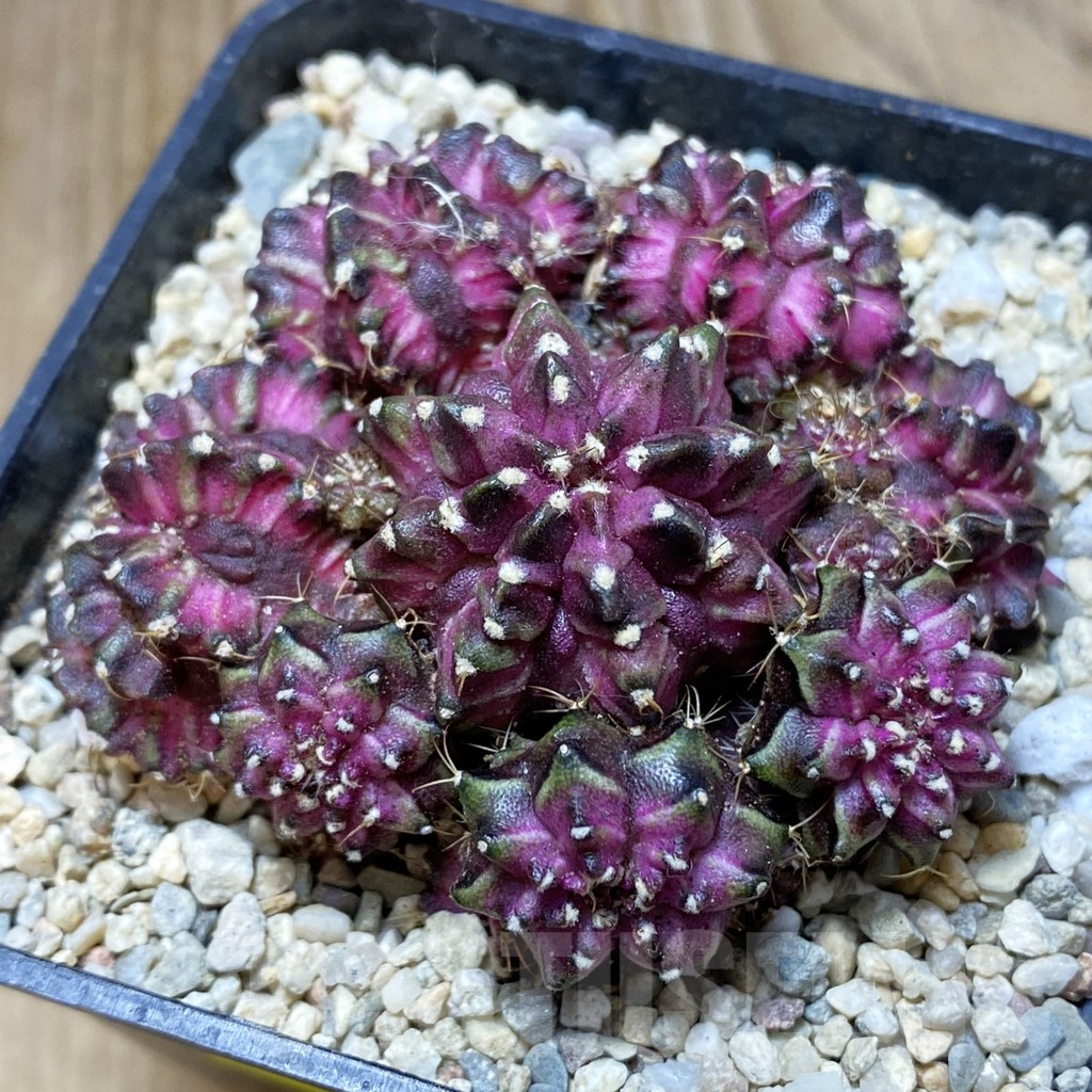 SH2263 Gymnocalycium mihanovichii 'T-Lux' hybrid, seedling