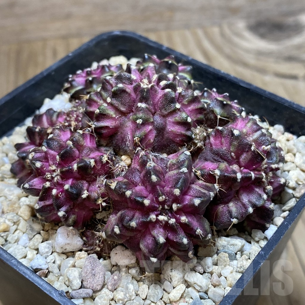 SH2263 Gymnocalycium mihanovichii 'T-Lux' hybrid, seedling - Image 2