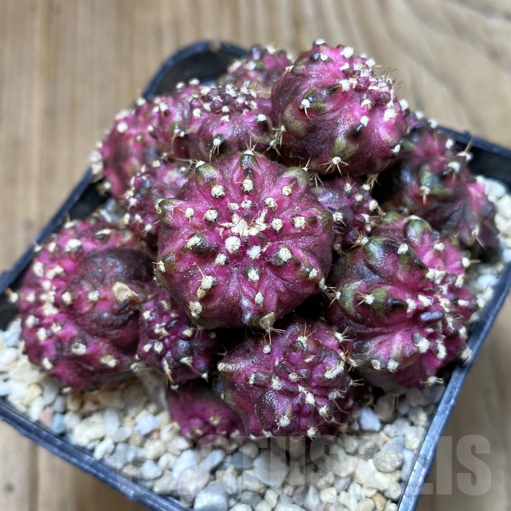 SH2265 Gymnocalycium mihanovichii 'T-Lux' hybrid, seedling - Image 2