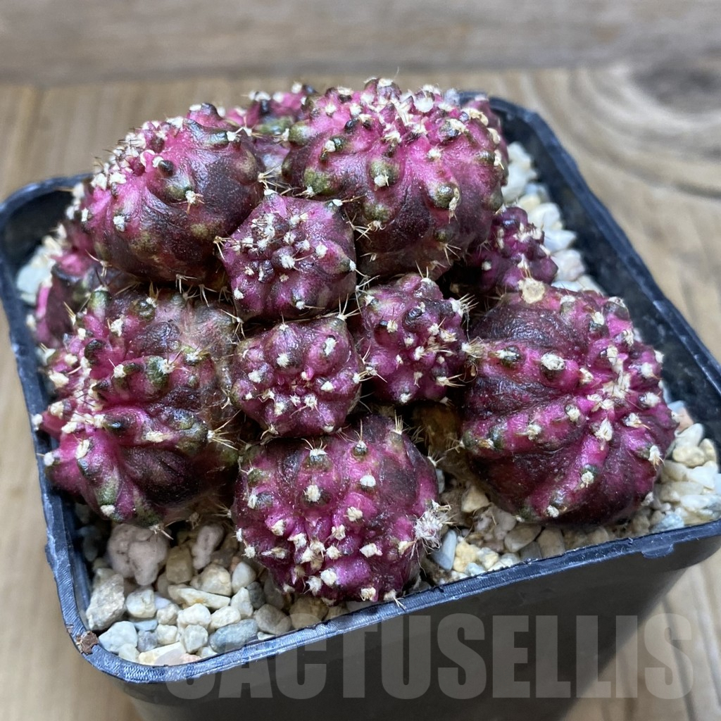 SH2265 Gymnocalycium mihanovichii 'T-Lux' hybrid, seedling - Image 3