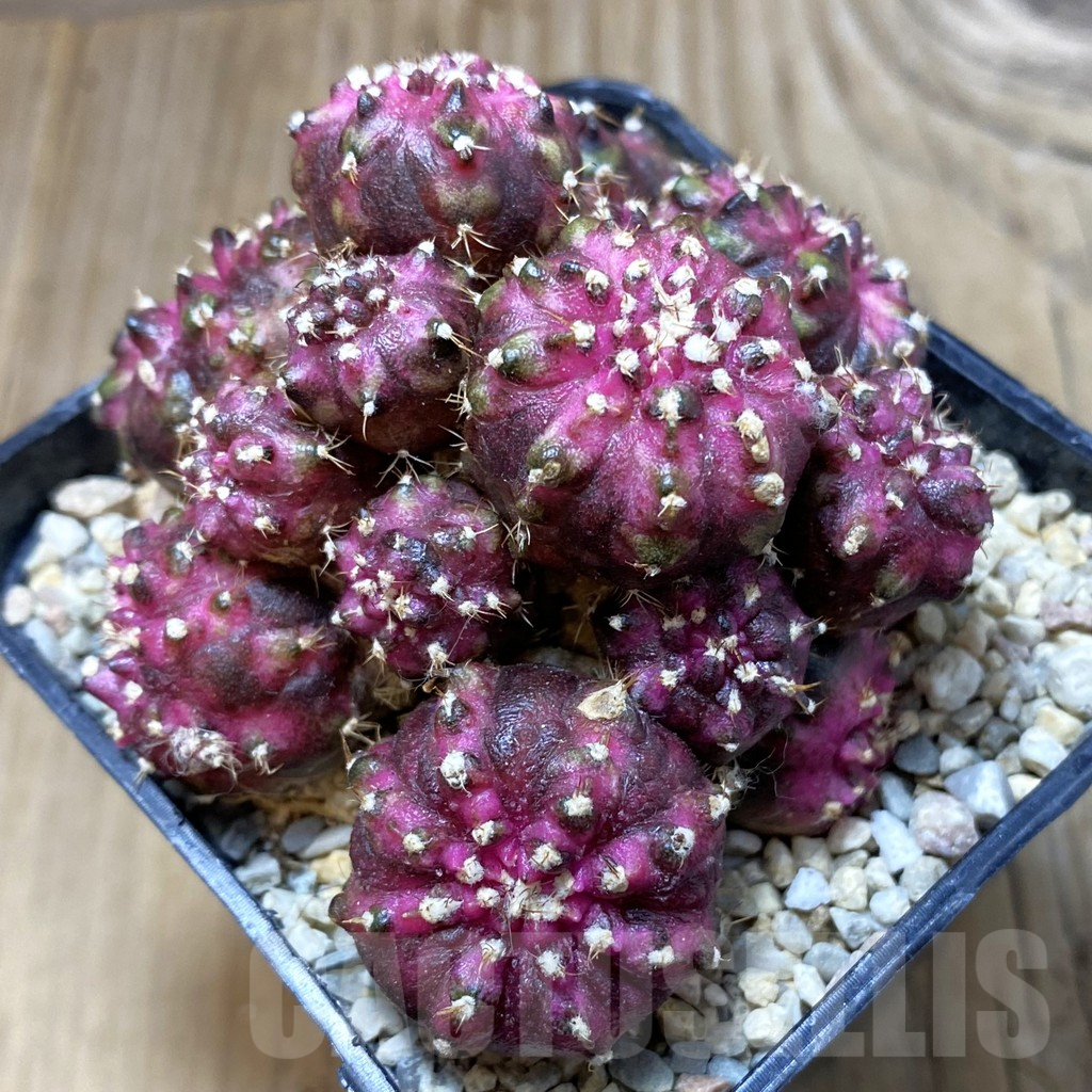 SH2265 Gymnocalycium mihanovichii 'T-Lux' hybrid, seedling