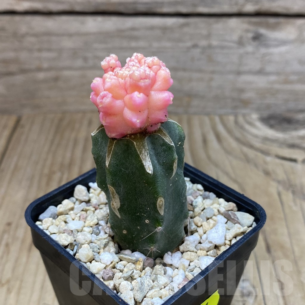 SH2221 Gymnocalycium mihanovichii ‘Transformer’ f. variegata, grafted - Image 2