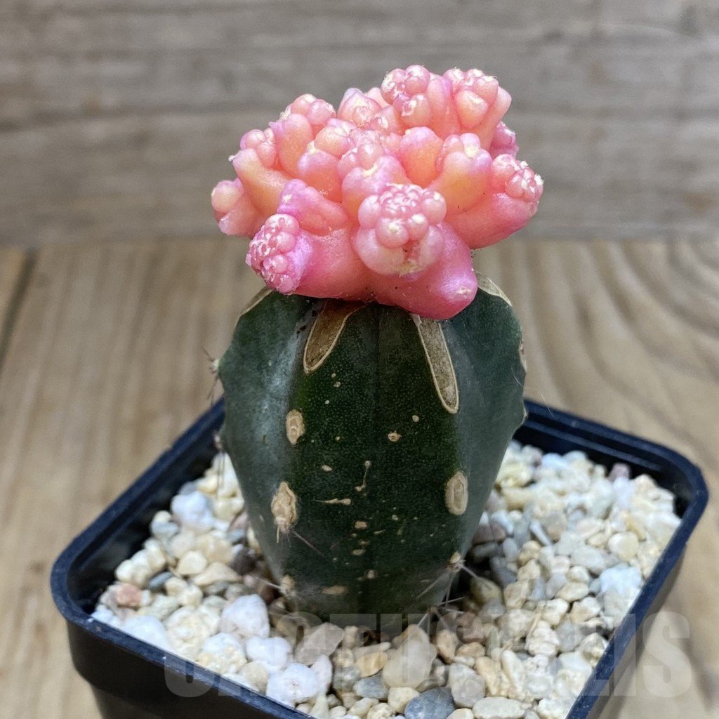 SH2222 Gymnocalycium mihanovichii ‘Transformer’ f. variegata, grafted - Image 2