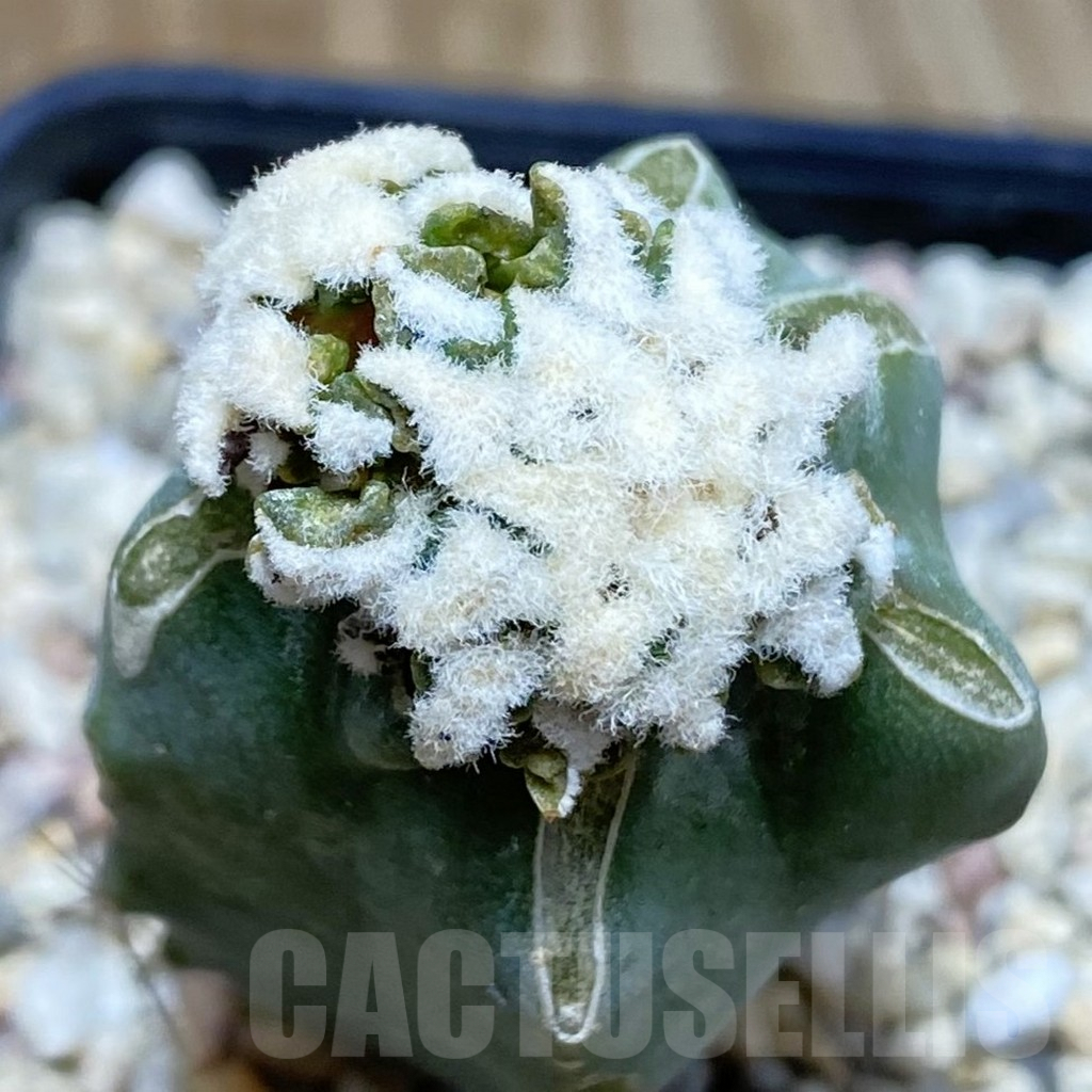 SH2217 Ariocarpus kotschoubeyanus hybrid, grafted