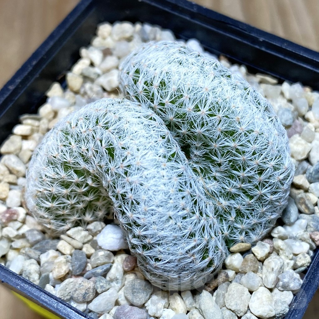 SH2226 Mammillaria humboldtii f. cristata