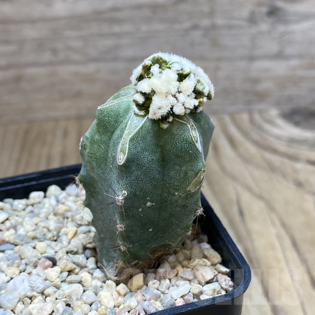 SH2217 Ariocarpus kotschoubeyanus hybrid, grafted - Obrázek 2