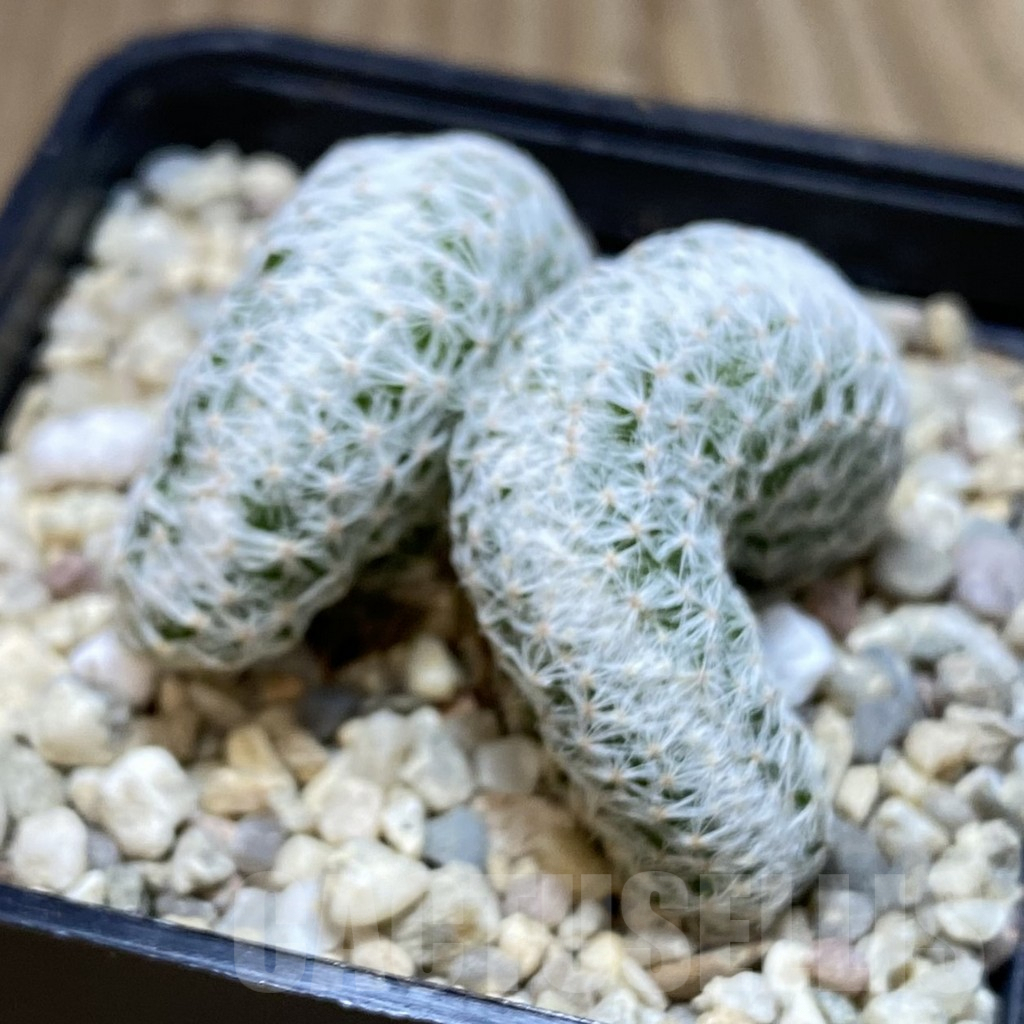 SH2226 Mammillaria humboldtii f. cristata - Obrázek 2