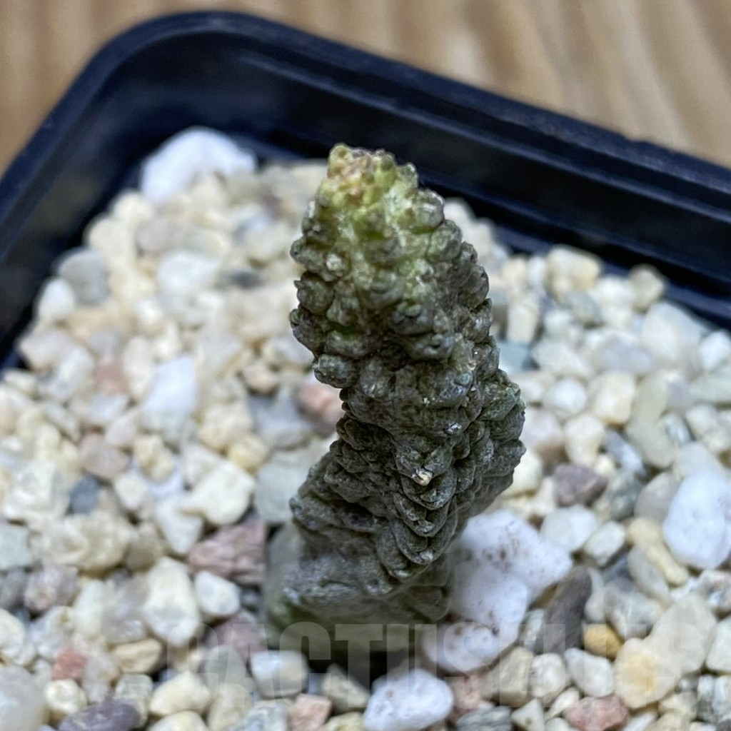 SH2227 Pseudolithos dodsonianus - 画像 (2)