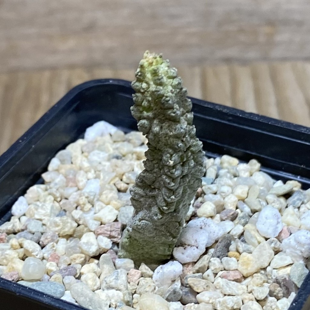 SH2227 Pseudolithos dodsonianus
