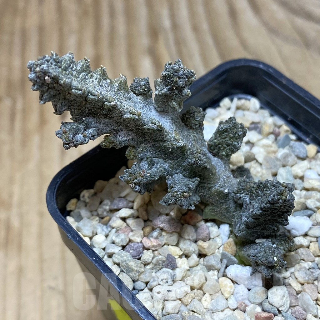 SH2229 Pseudolithos mccoyi