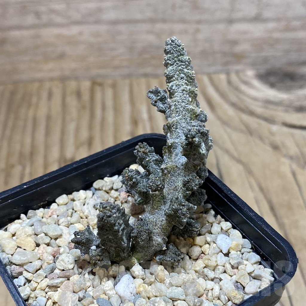 SH2229 Pseudolithos mccoyi - 画像 (2)