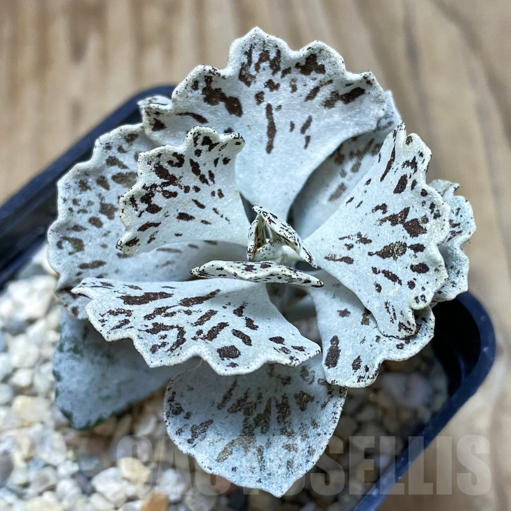 SH2231 Kalanchoe rhombopilosa