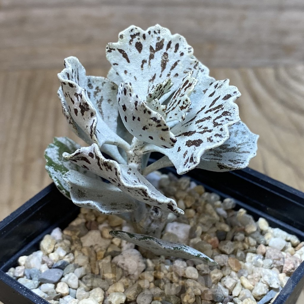 SH2231 Kalanchoe rhombopilosa - immagine 2