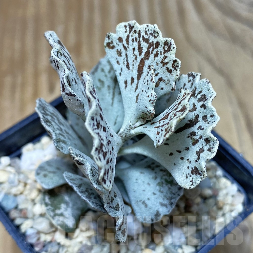 SH2232 Kalanchoe rhombopilosa