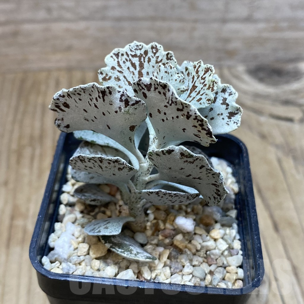 SH2232 Kalanchoe rhombopilosa - immagine 2