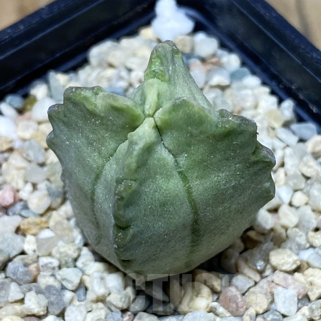 SH2233 Whitesloanea crassa