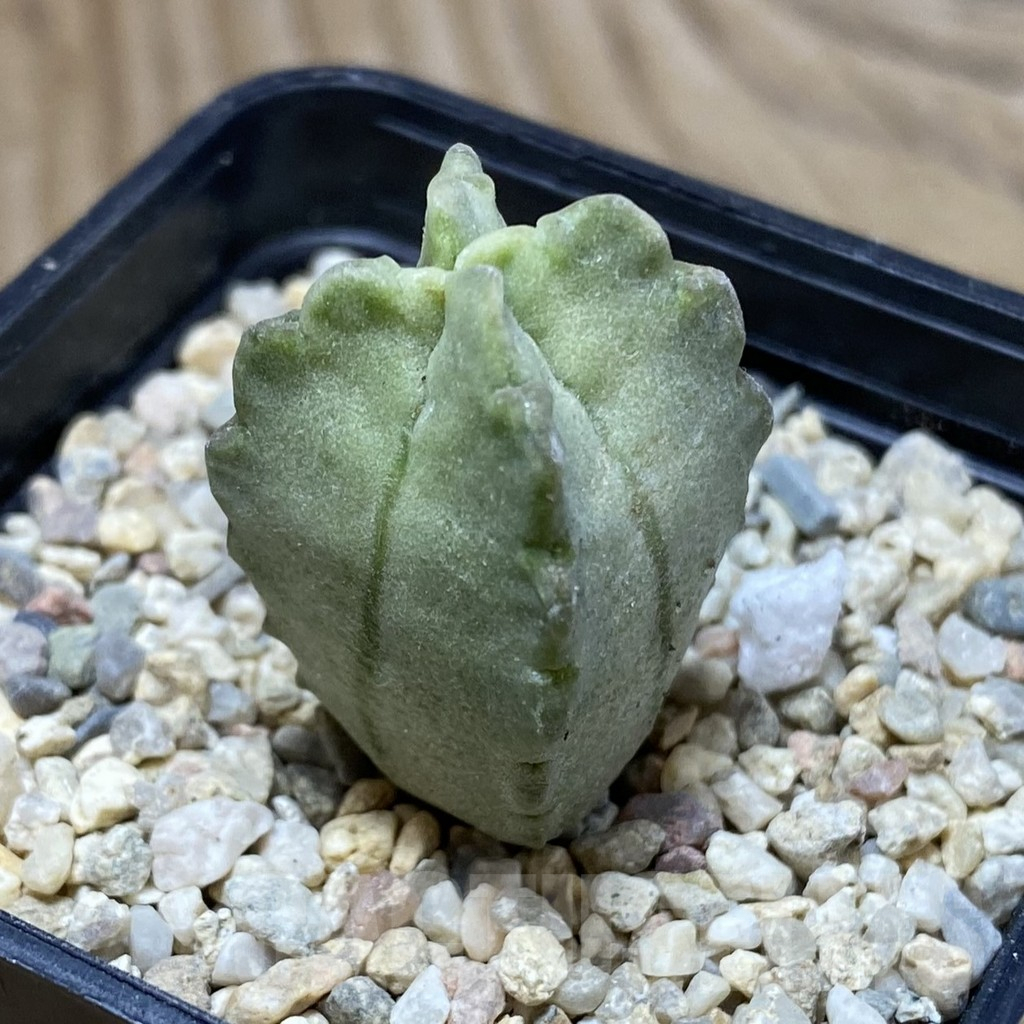 SH2233 Whitesloanea crassa - immagine 2