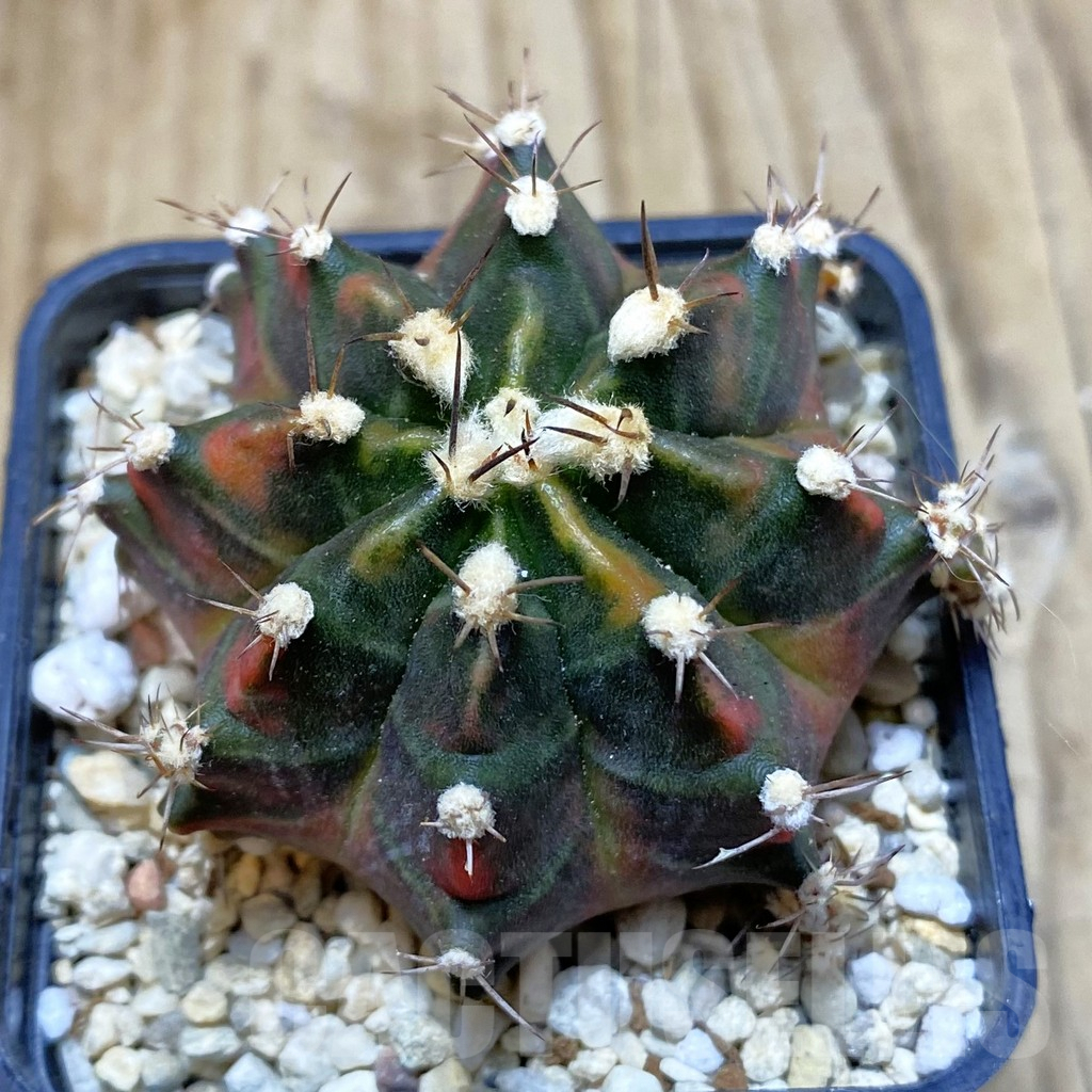 SH2239 Gymnocalycium mihanovichii ‘Son of Sepia’