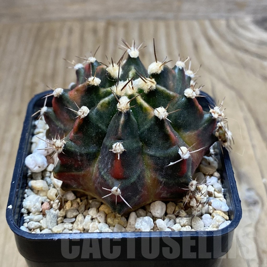 SH2239 Gymnocalycium mihanovichii ‘Son of Sepia’ - Зображення 2