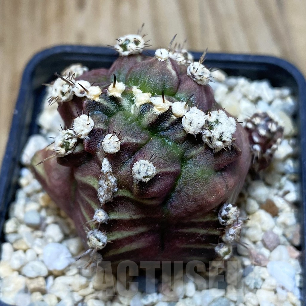 SH2241 Gymnocalycium mihanovichii 'Bubble'