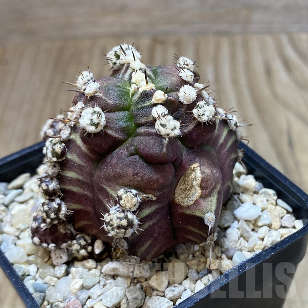 SH2241 Gymnocalycium mihanovichii 'Bubble' - Image 2