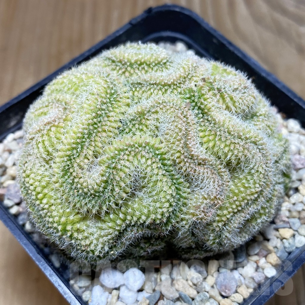 SH2248 Mammillaria pilcayensis f. cristata