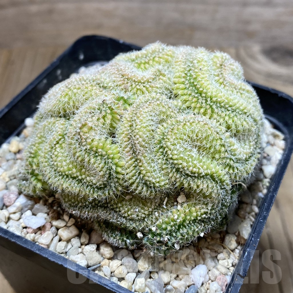 SH2248 Mammillaria pilcayensis f. cristata - 画像 (2)