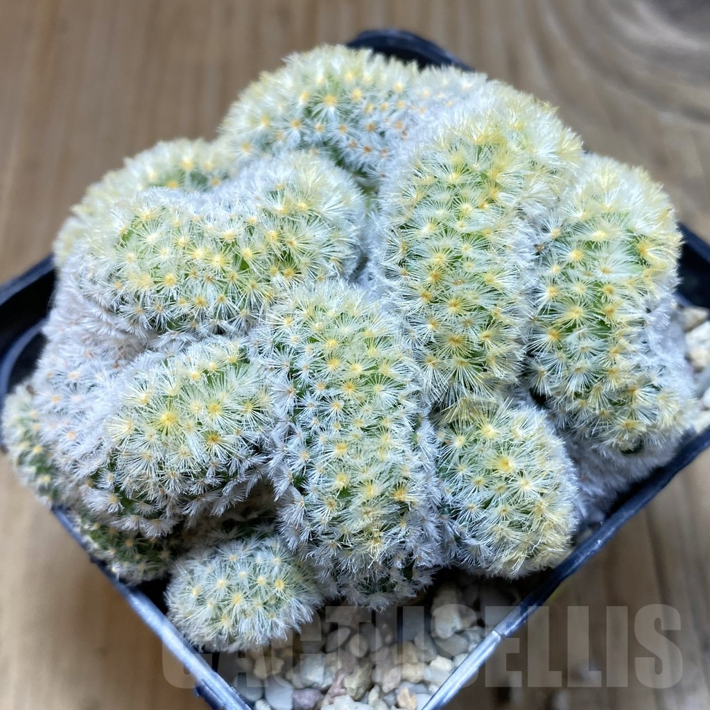 SH2249 Mammillaria carmenae ‘Buddha’ f. cristata