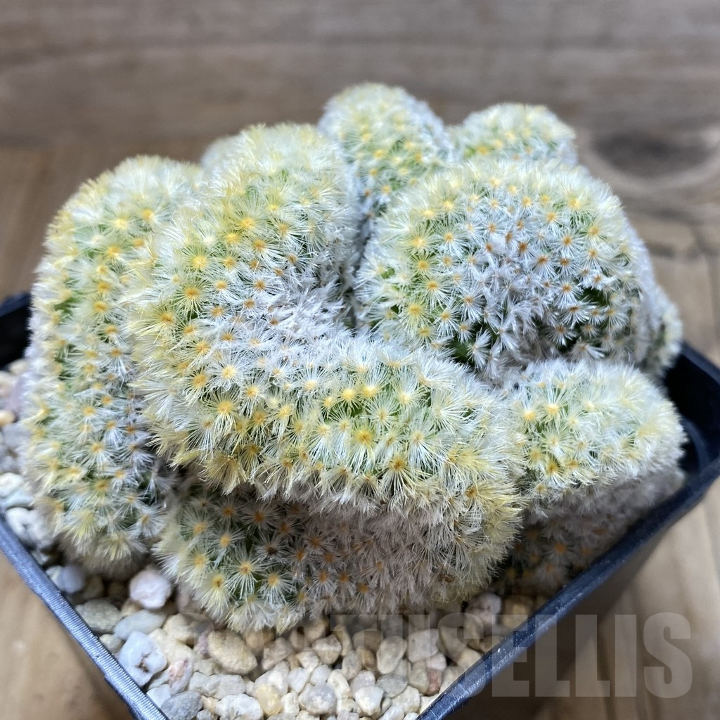 SH2249 Mammillaria carmenae ‘Buddha’ f. cristata - Image 2