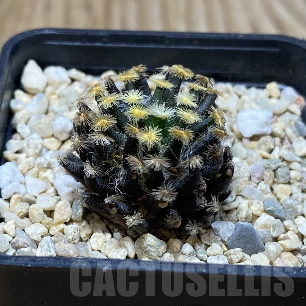 SH2374 Mammillaria schiedeana ‘Kuro Hada’, seedling - immagine 2