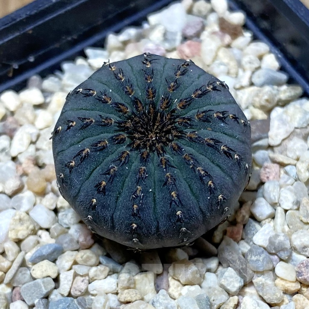 SH2375 Frailea asterioides