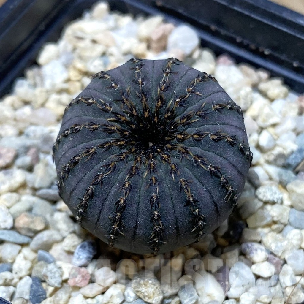 SH2376 Frailea asterioides