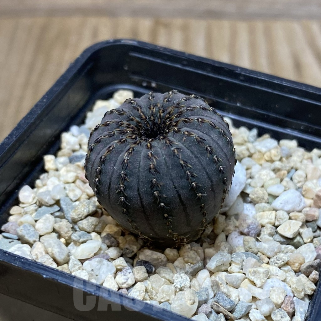 SH2376 Frailea asterioides - Зображення 2