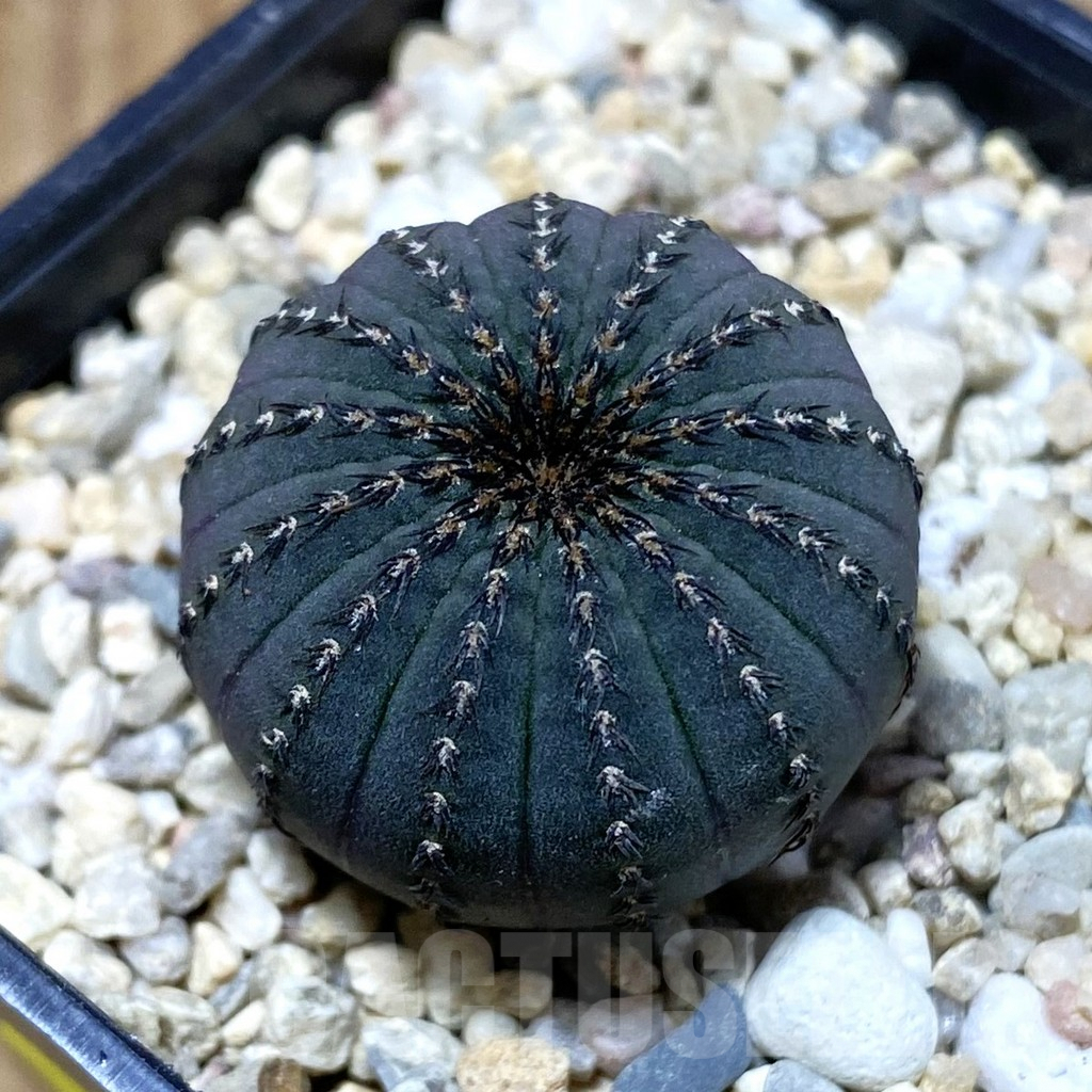 SH2377 Frailea asterioides